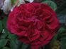Abbé Bramérel rose photo