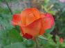 Tropical Amazone ™ rose photo