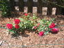 Fire Meidiland ™ rose photo