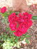Fire Meidiland ™ rose photo