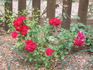 Fire Meidiland ™ rose photo