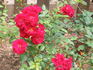 Fire Meidiland ™ rose photo