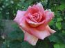 Worthwhile rose photo