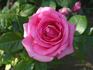Attaché rose photo