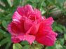 Banner rose photo