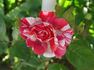 Tickles rose photo