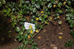 Eichsfeldia rose photo