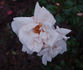 Weisse New Dawn rose photo