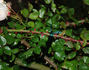 Weisse New Dawn rose photo