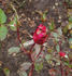 Steffi Graf rose photo