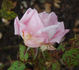 Dora Hansen rose photo