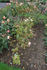 Dora Hansen rose photo