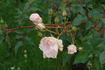 Alun rose photo