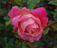 Argovia rose photo