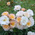 Rose of Hope rose photo