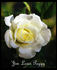 Jim Loves Peggy rose photo
