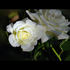 Jim Loves Peggy rose photo