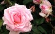 Rose Parade rose photo