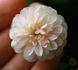 U10-OP-P01-J07 rose photo