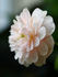 U10-OP-P01-J07 rose photo