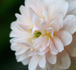 U10-OP-P01-J07 rose photo
