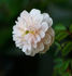U10-OP-P01-J07 rose photo