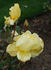 Gold Dot rose photo