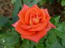 Imagination rose photo
