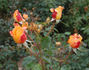 Berliner Luft rose photo