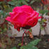 Manola rose photo