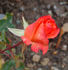 Anabell ® rose photo