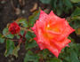 Anabell ® rose photo