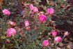 Europas Rosengarten rose photo