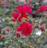 Carl Kempkes rose photo
