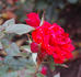 Nutzwedel rose photo