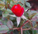 Nutzwedel rose photo