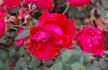 Lund's Jubiläum rose photo