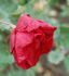 Samptosa rose photo