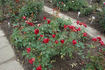 Samptosa rose photo