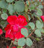 Gertrud Westphal rose photo