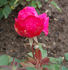 Planten un Blomen rose photo
