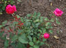Planten un Blomen rose photo
