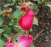 Obergärtner Wiebicke rose photo