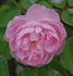 Souvenir de Madame Hennecart rose photo