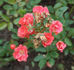 Cameo rose photo