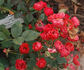 Orange Special rose photo