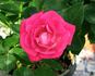 Aristocrat ™ rose photo