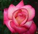 Fitzhugh's Diamond rose photo