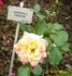 Antonella Fineschi rose photo