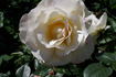 Bergkristall rose photo